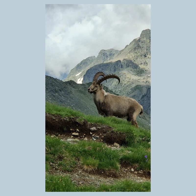 Ibex
