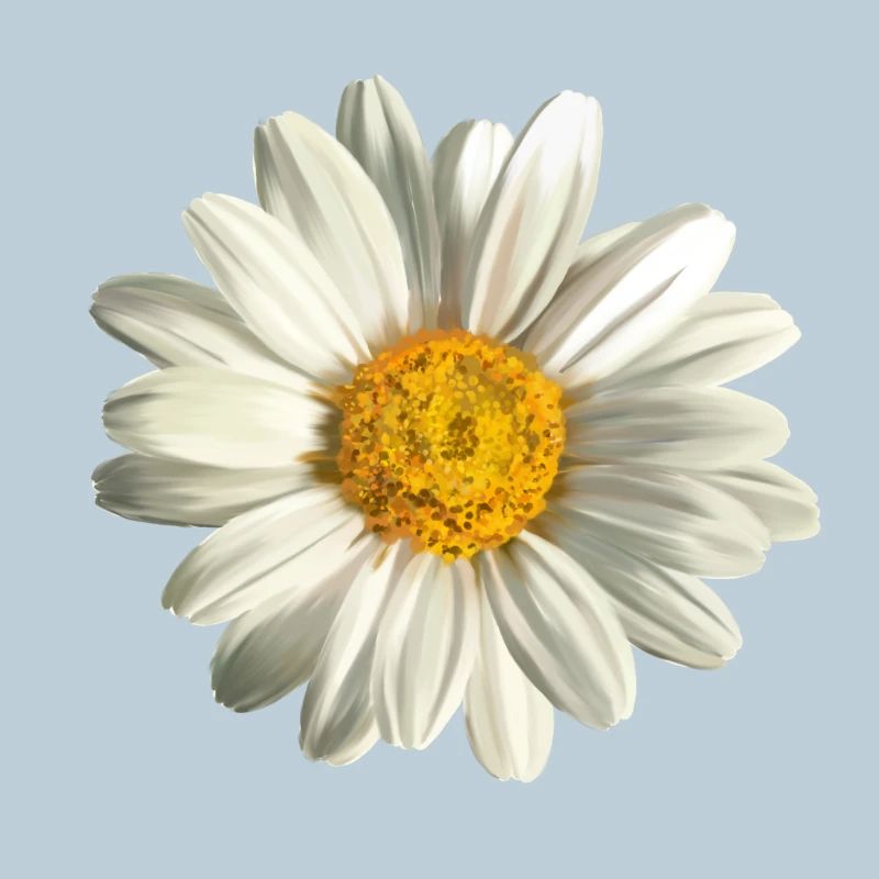 chamomile