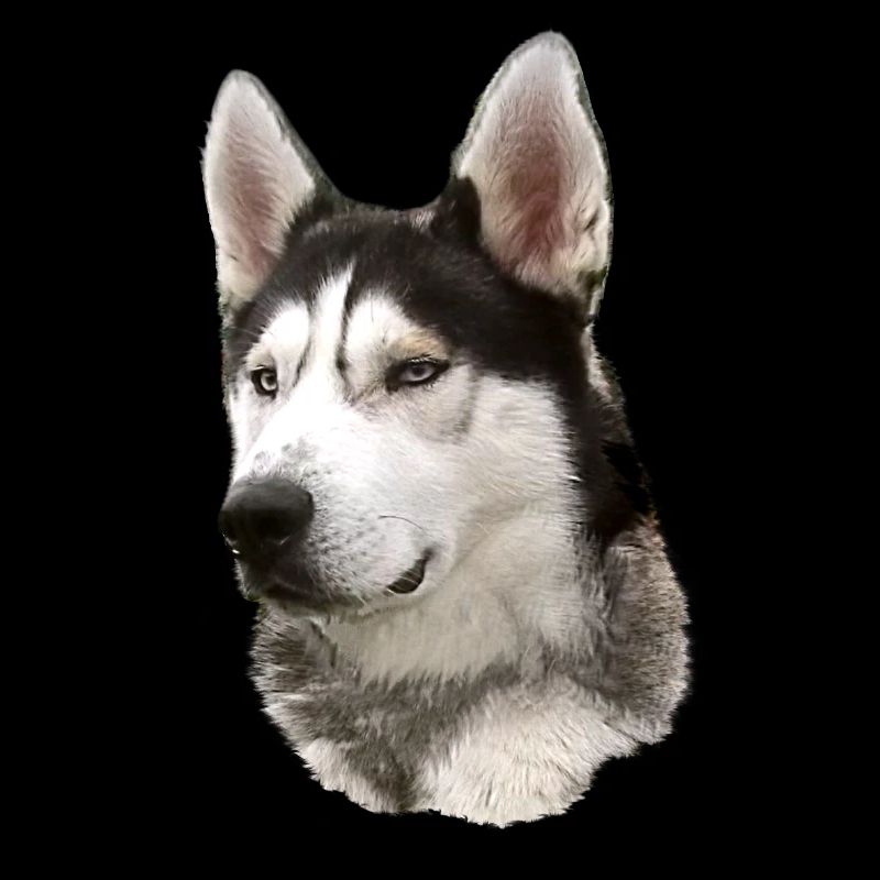 Visage husky Noir Blanc