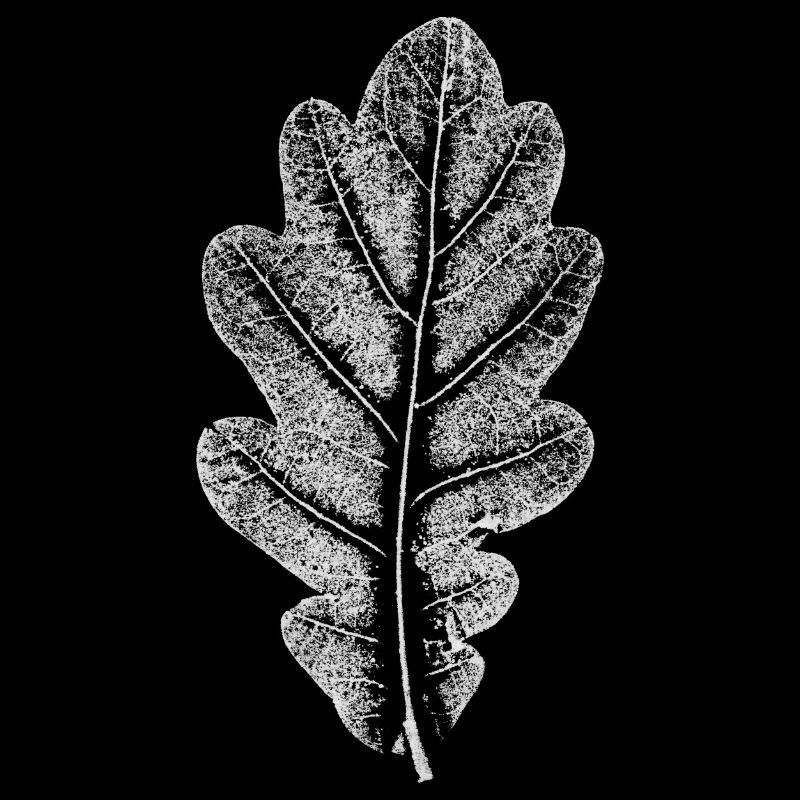Blatt EICHE / Eichenblatt WEISS