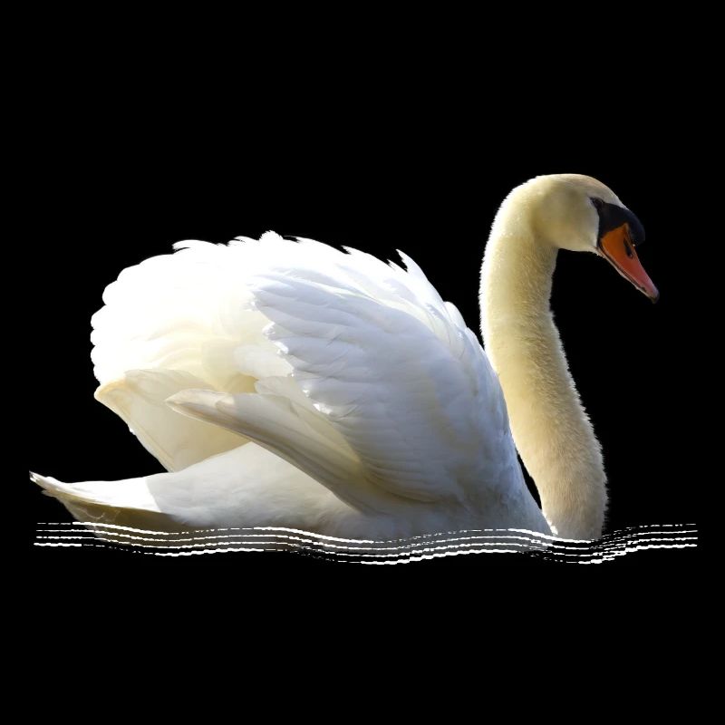 Cygne élégant avec détails d'ailes
