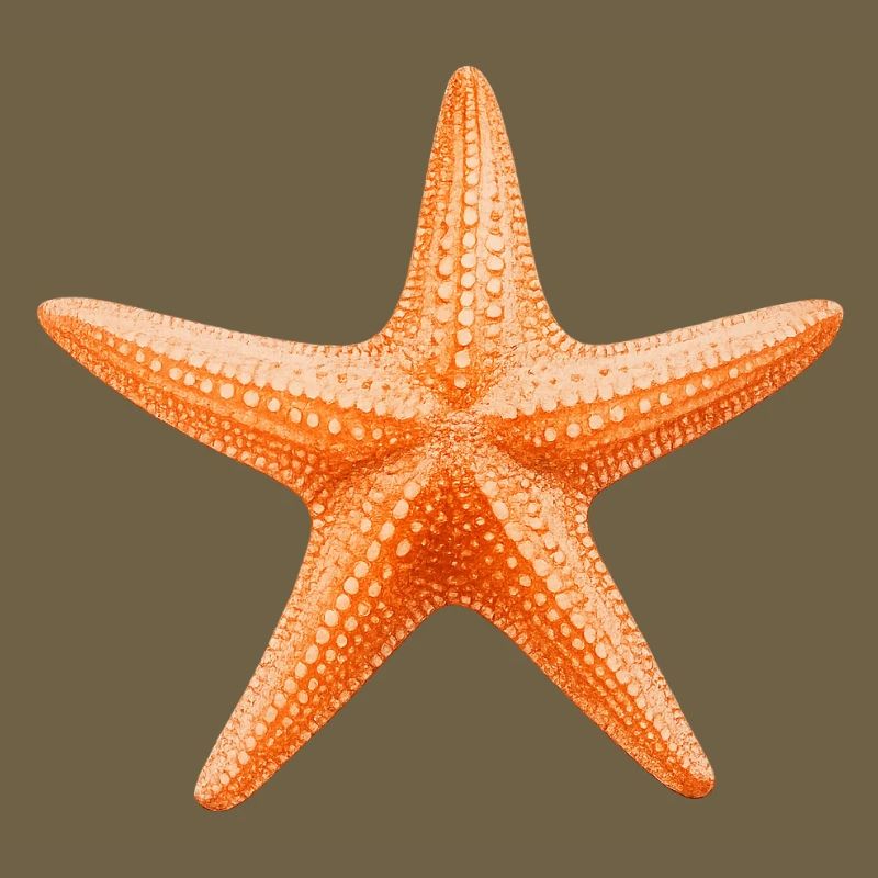 Orange Starfish Beach Design