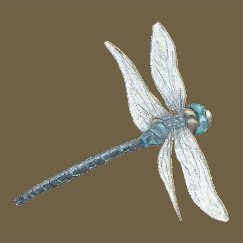 Blaugrüne Libelle Illustration