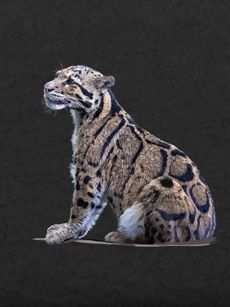 Clouded leopard