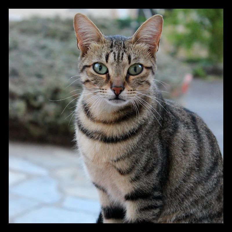 Chat chaton affiche chat carré affiche