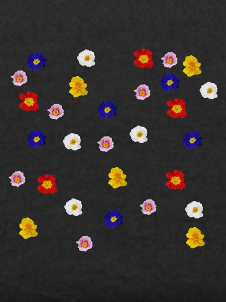 Primroses
