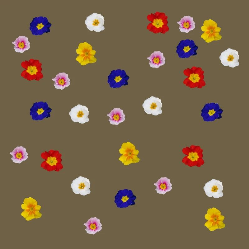 Primroses