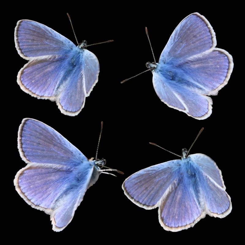 four blues