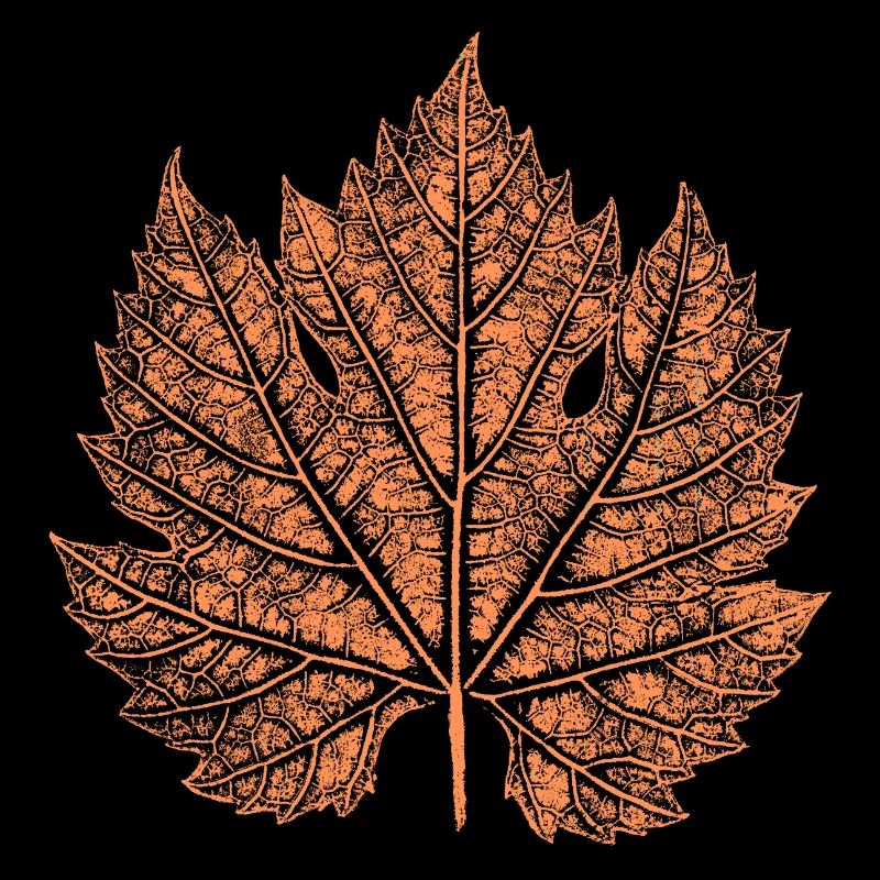 Wein / Blatt / Herbst 