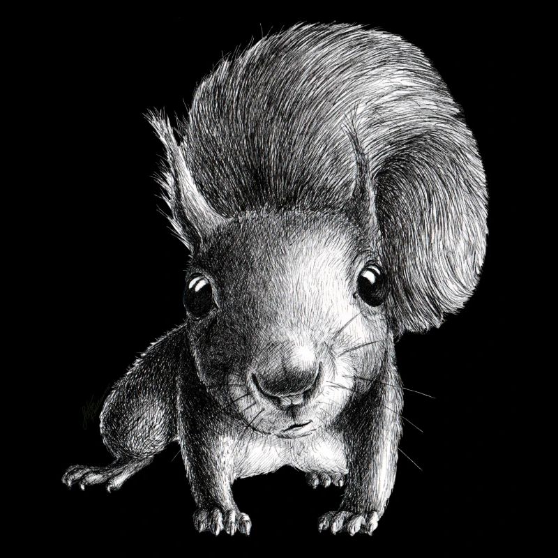 Eichhörnchen