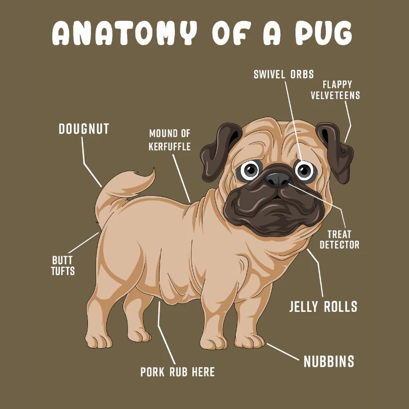 Mops-Anatomie