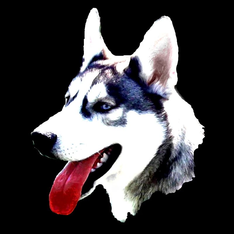 Husky head with red tongue
