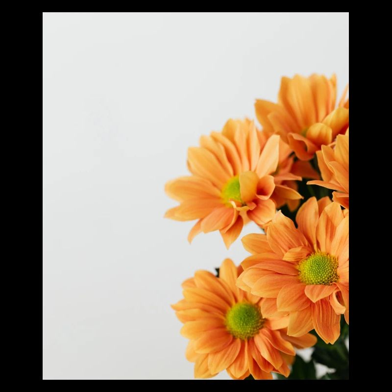 Daisy Orange Floral