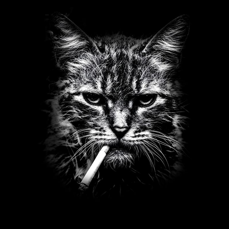 Rauchen, Zigarette, Katze raucht eine Zigarette