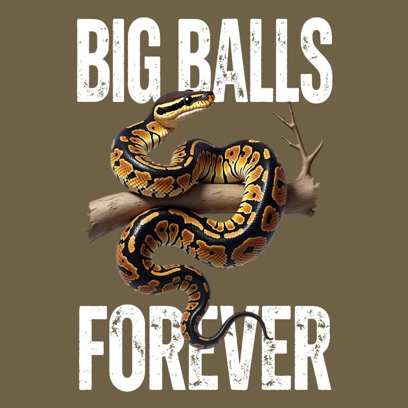 Königspython Schlangen Liebhaber Terrarium Python