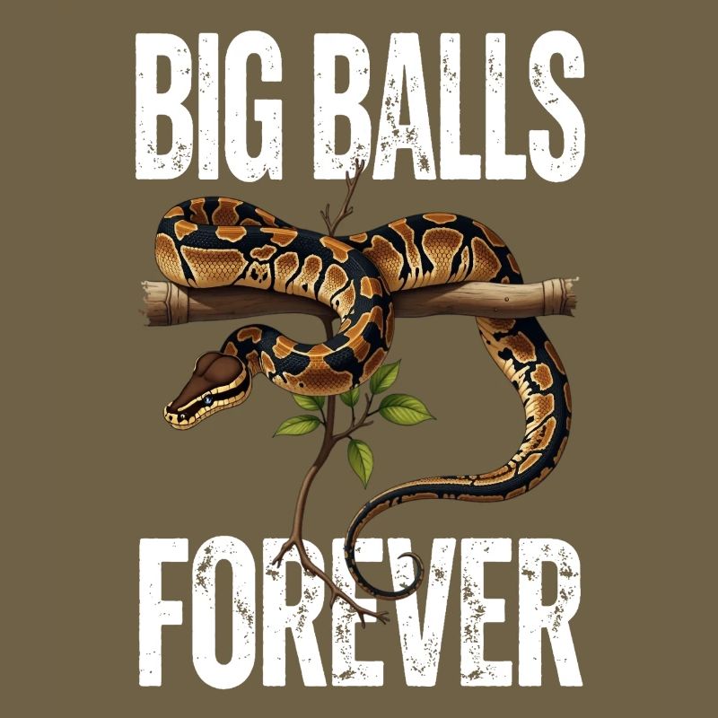 Königspython Schlangen Liebhaber Terrarium Python