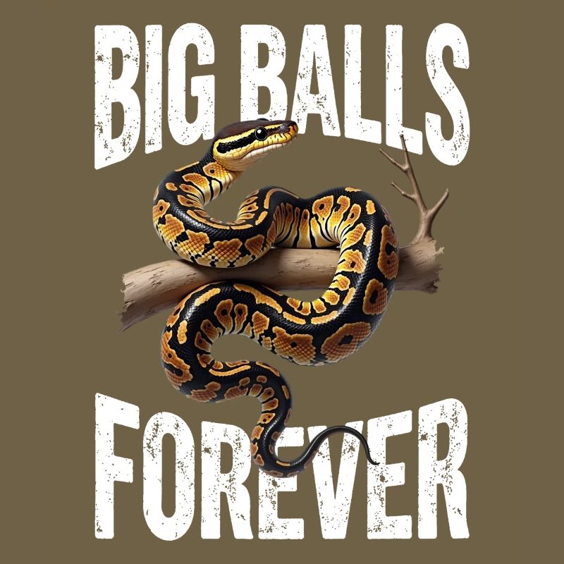 Königspython Schlangen Liebhaber Terrarium Python