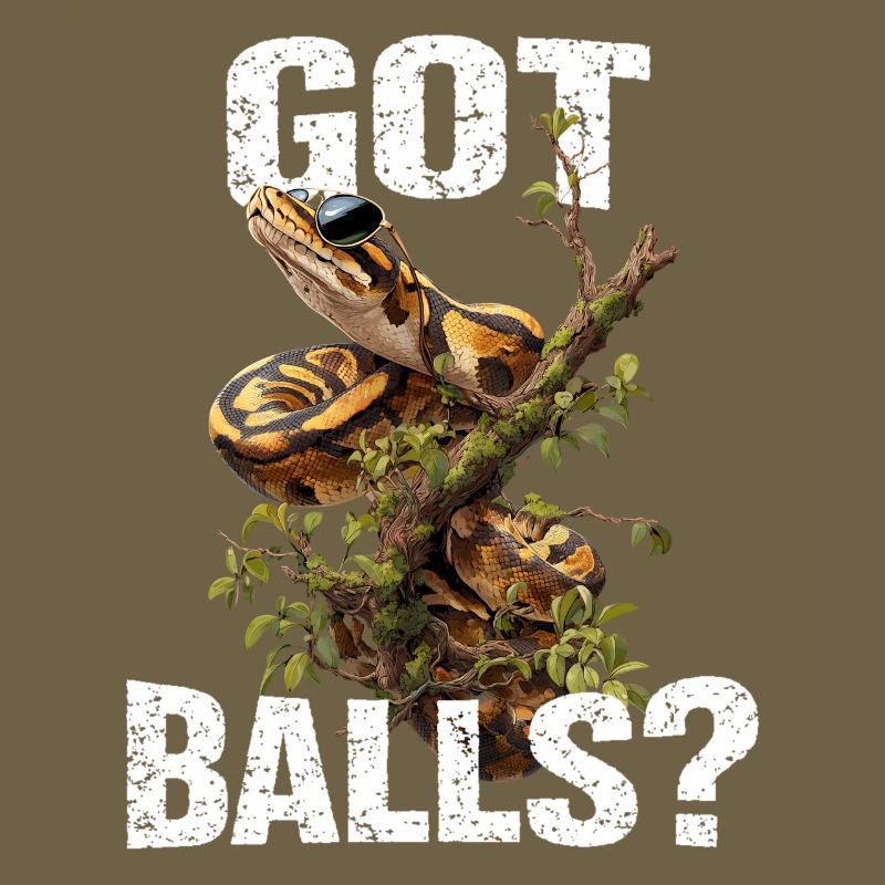 Königspython Schlangen Liebhaber Terrarium Python