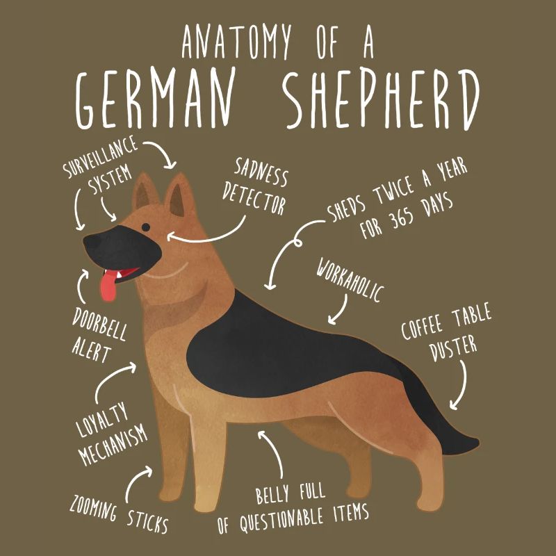 Anatomie des Deutschen Schäferhundes
