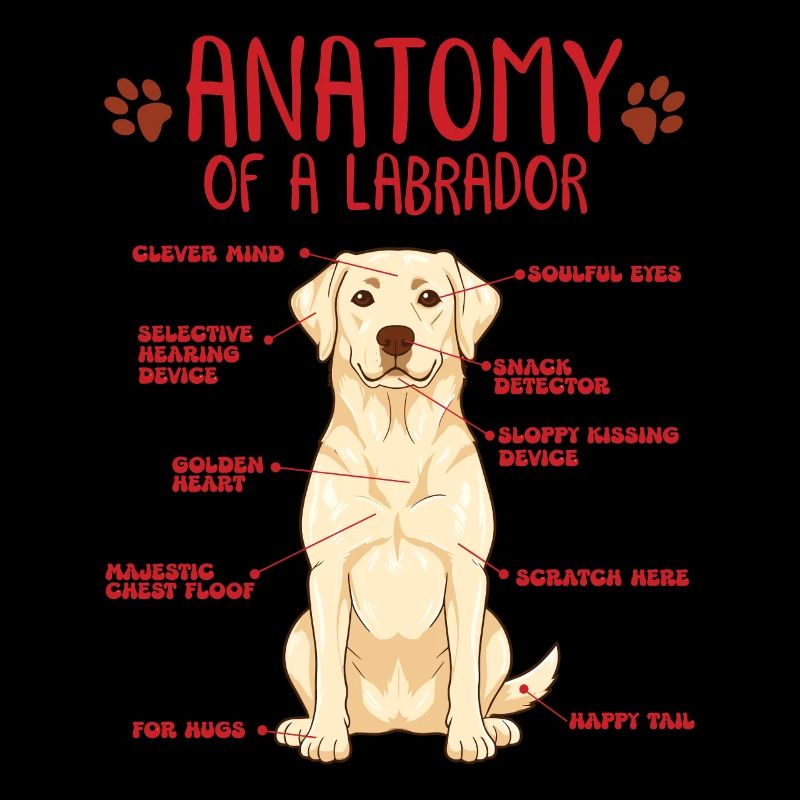 Chemise jaune d’anatomie Labrador