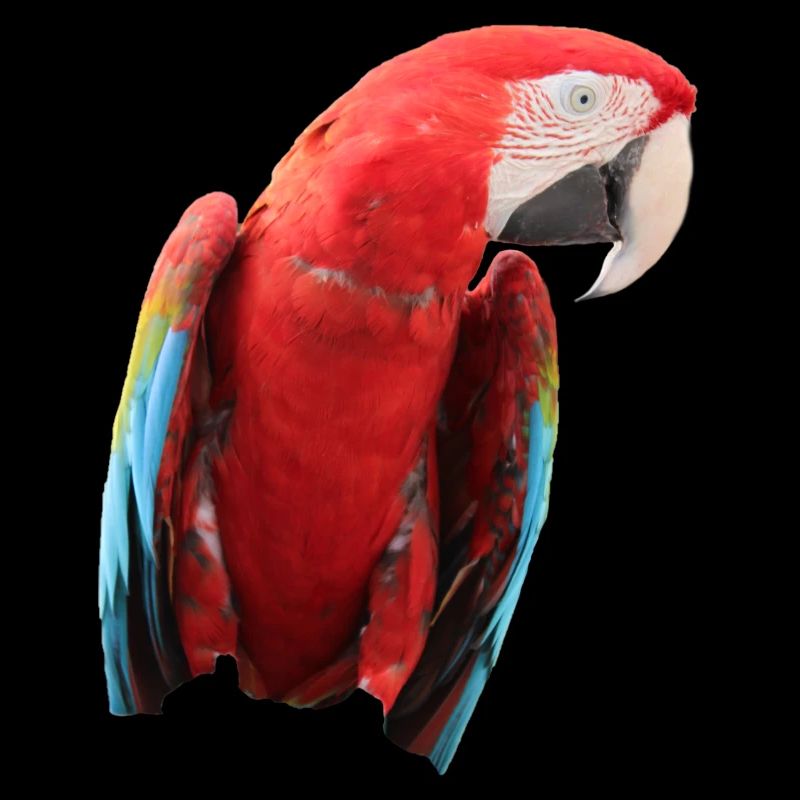 Parrots Bird T-shirt Gift