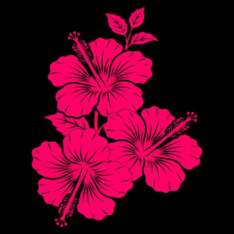 Fleurs d’hibiscus rose fuchsia