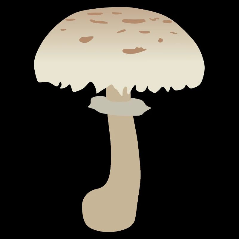 Illustration de champignon parasol minimaliste