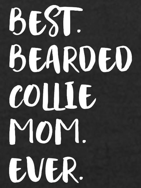 Bearded Collie