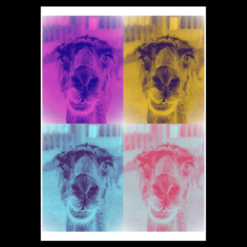 Alpaka l PopArt Vierfach Portrait