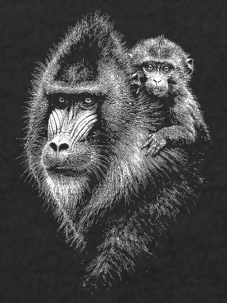 Mandrill