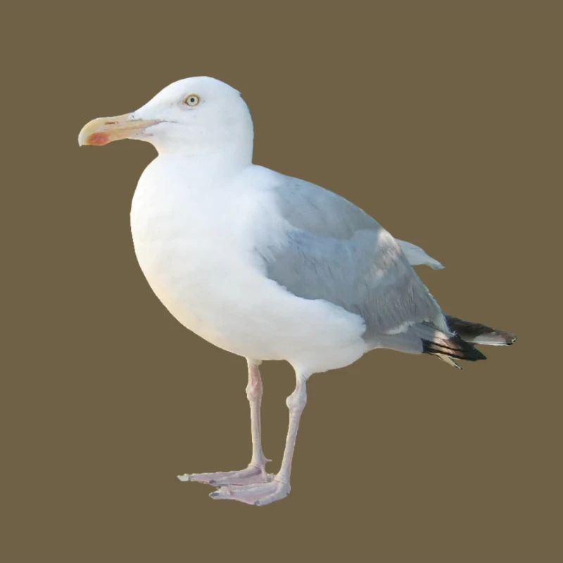 Möwe