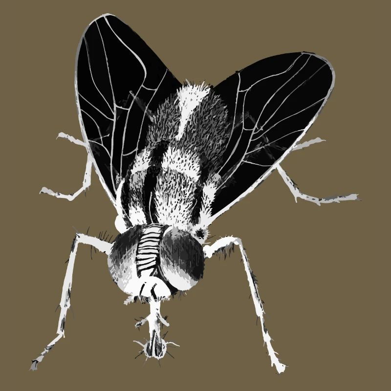 Fly - Insect