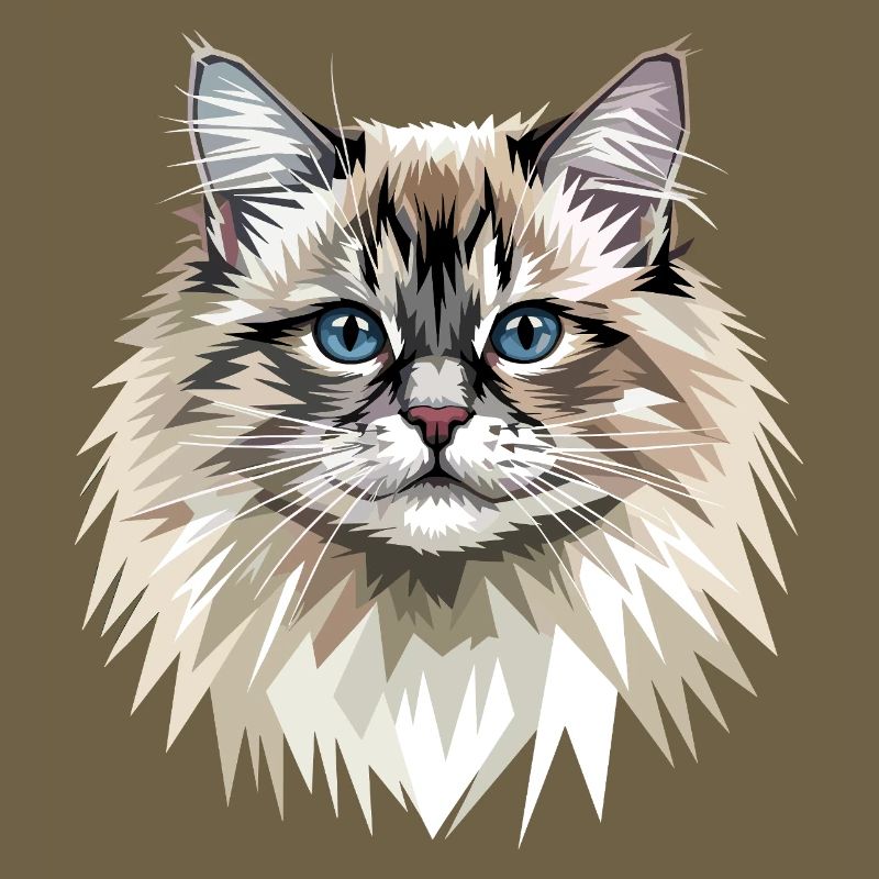 Ragdoll Chat Ragdoll Chat Mignons Chats Ragdoll
