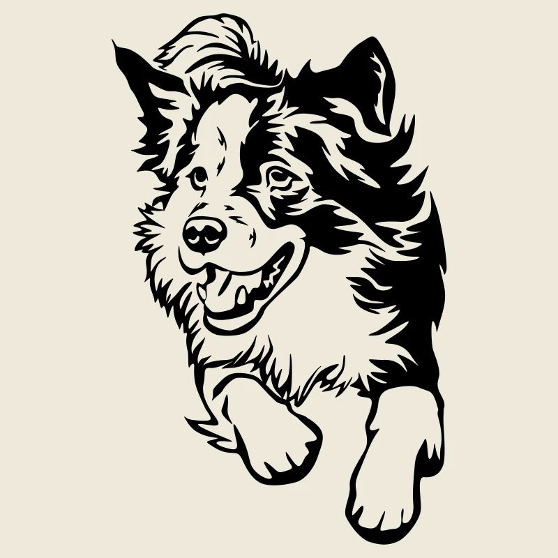 Border Collie