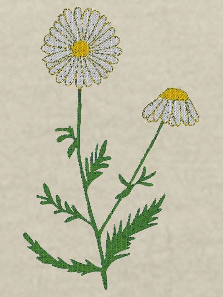 camomille