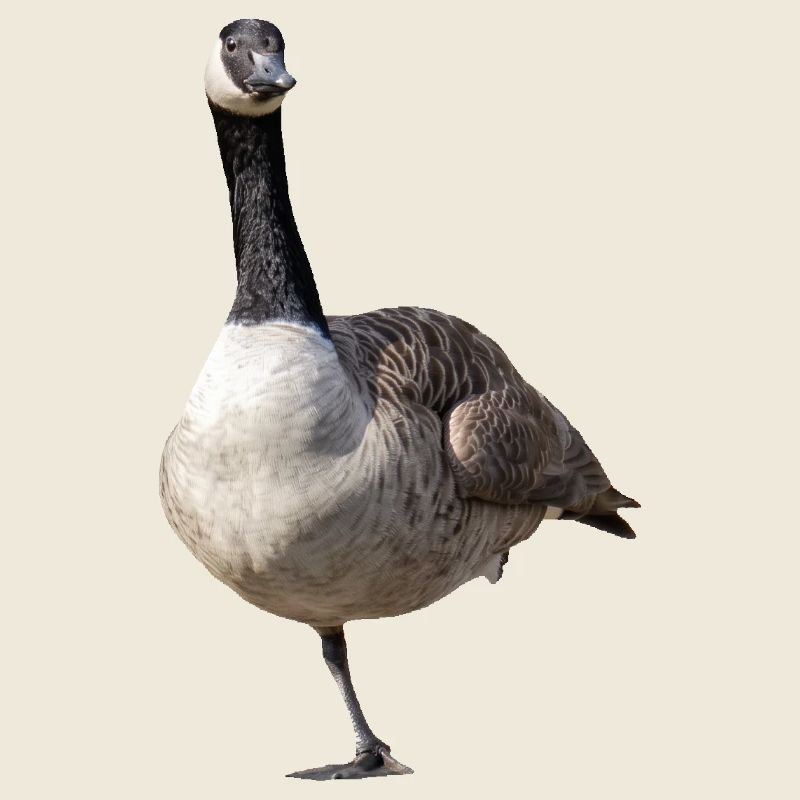 Canadian goose on one leg