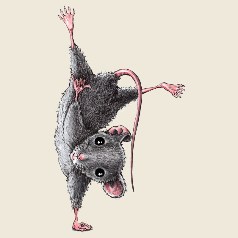 Maus