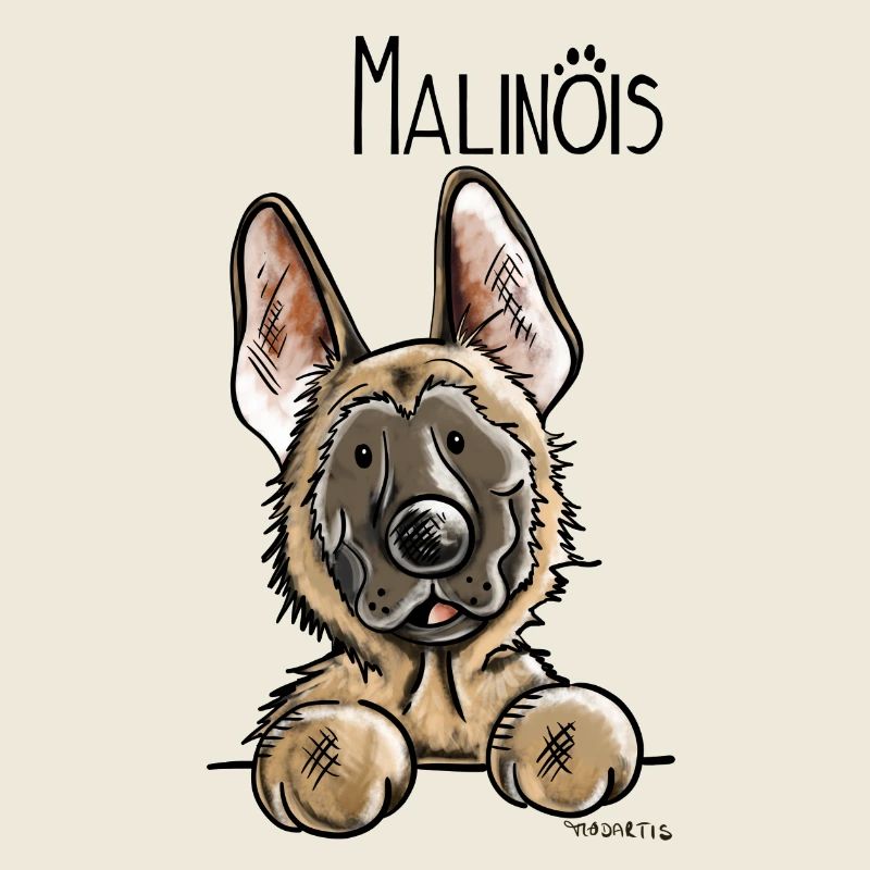 Süßer Malinois