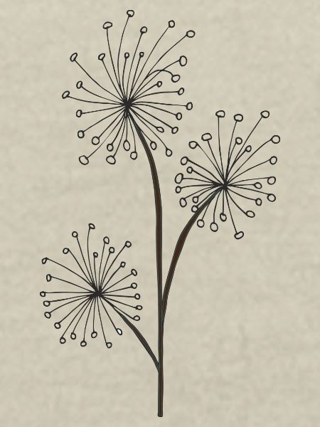 fleur d’herbes