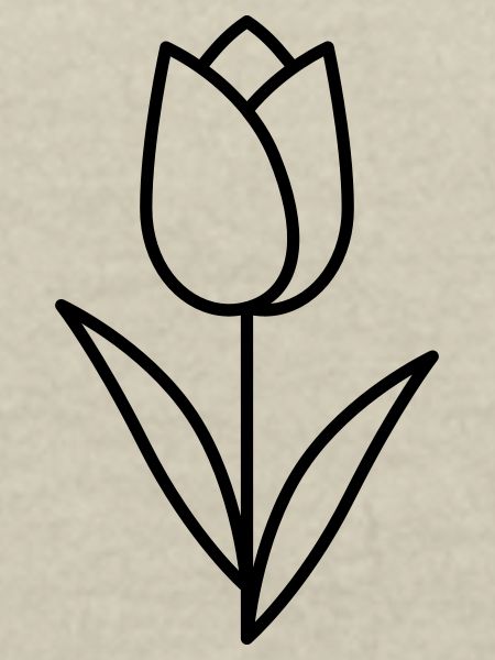Tulip