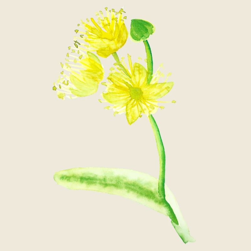 Illustration de fleurs de citron vert jaunes - Aquarelles