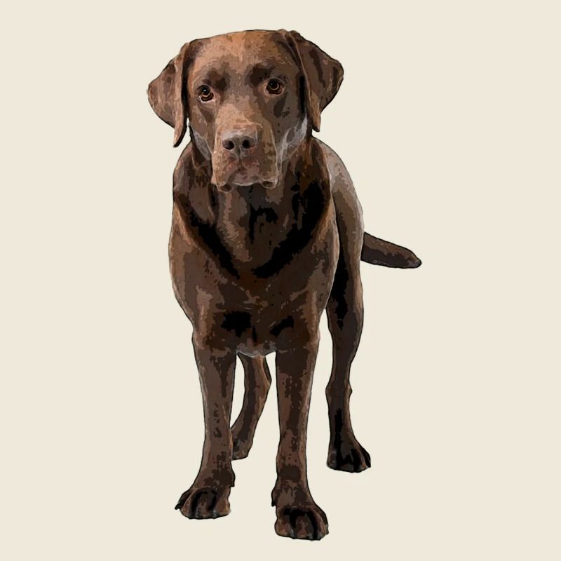Brauner Labrador Comic Styl