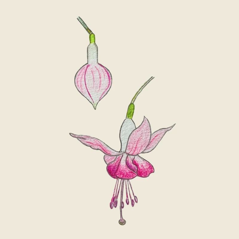Fuchsienblüte
