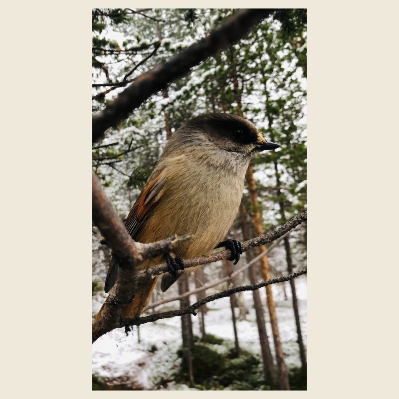 Jay
