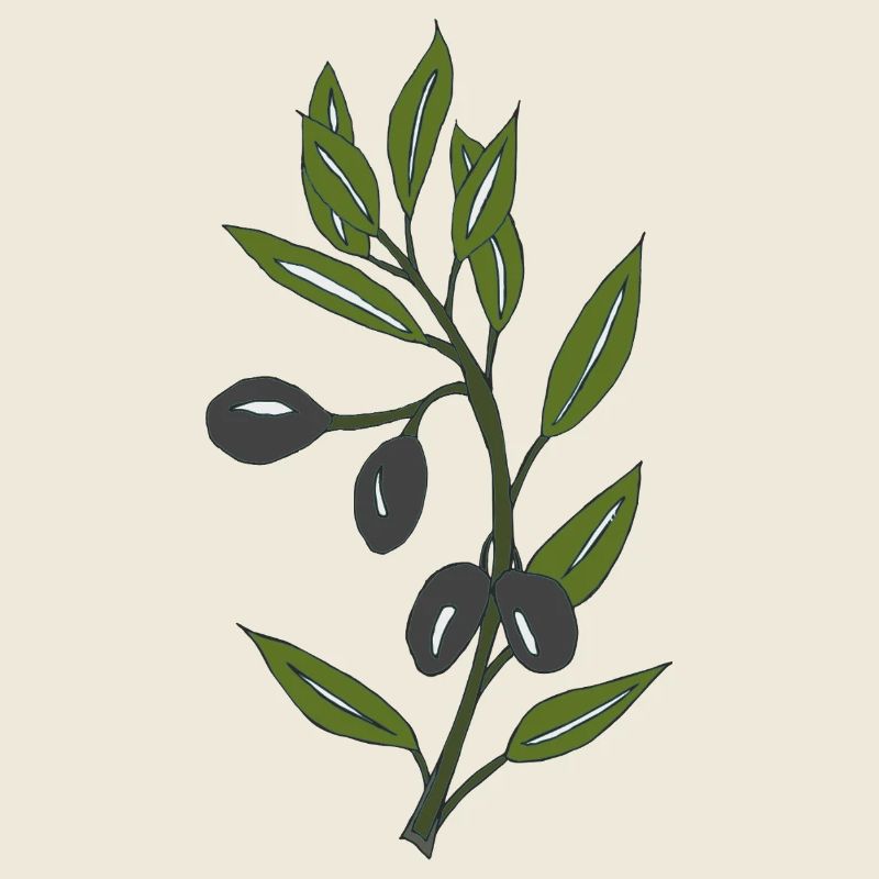 olive branch