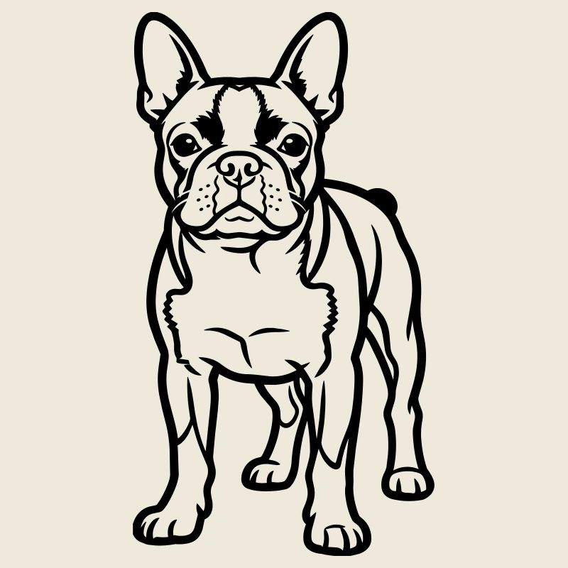 Boston Terrier