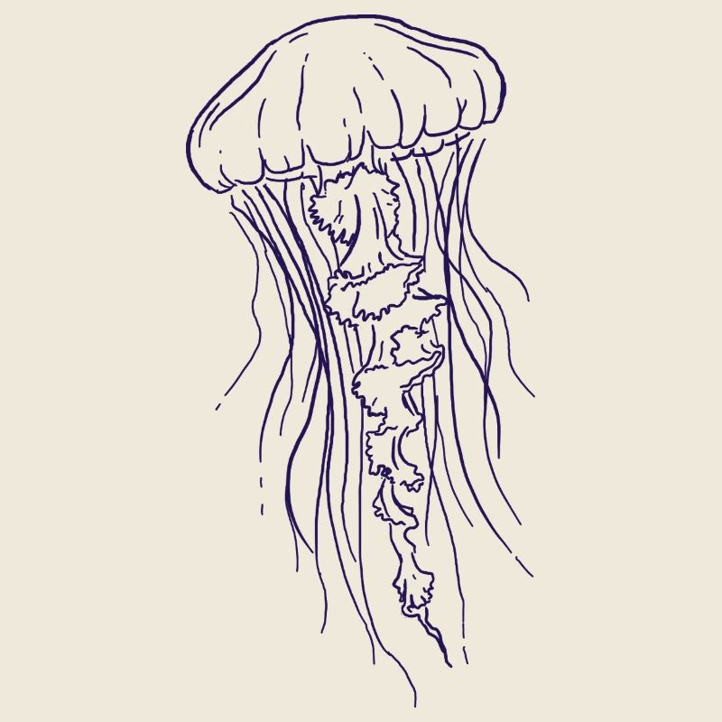 Jellyfish Line Art Illustration 