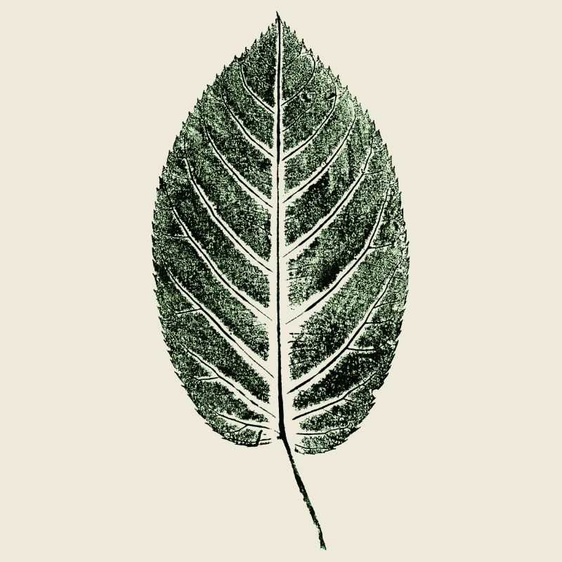 Buchenblatt / Blatt / GRÜN