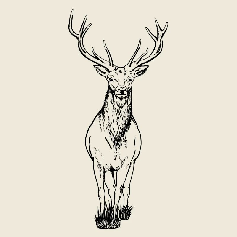 Deer