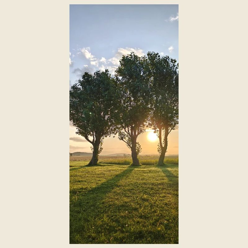 Rangée d’arbres au lever du soleil en Suède